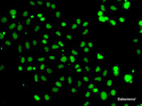 Immunofluorescence analysis of A-549 cells using HMG20A Polyclonal Antibody