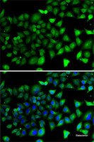 Immunofluorescence analysis of A-549 cells using NFYB Polyclonal Antibody