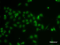 Immunofluorescence analysis of A-549 cells using POU6F1 Polyclonal Antibody