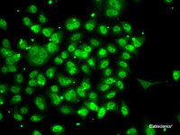 Immunofluorescence analysis of A-549 cells using SMYD3 Polyclonal Antibody