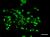 Immunofluorescence analysis of A-549 cells using WBSCR22 Polyclonal Antibody