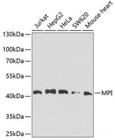 Western blot analysis of extracts of various cell lines using MPI Polyclonal Antibody at dilution of 1:1000.