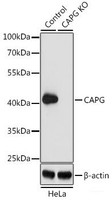 Western blot analysis of extracts from normal (control) and CAPG knockout (KO) HeLa cells using CAPG Polyclonal Antibody at dilution of 1:1000.