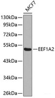 Western blot analysis of extracts of MCF-7 cells using EEF1A2 Polyclonal Antibody.