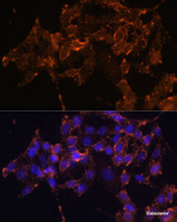 Immunofluorescence analysis of HeLa cells using PTGS1 Polyclonal Antibody at dilution of 1:100 (40x lens) . Blue: DAPI for nuclear staining.