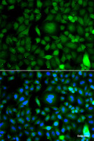Immunofluorescence analysis of A549 cells using DPF1 Polyclonal Antibody