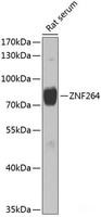 Western blot analysis of extracts of Rat serum using ZNF264 Polyclonal Antibody at dilution of 1:1000.