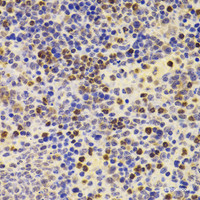 Immunohistochemistry of paraffin-embedded Mouse spleen using PRDM5 Polyclonal Antibody at dilution of 1:100 (40x lens) .