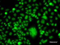 Immunofluorescence analysis of A549 cells using PPAN Polyclonal Antibody