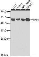 Western blot analysis of extracts of various cell lines using PHF6 Polyclonal Antibody at dilution of 1:1000.