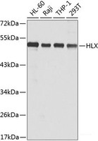Western blot analysis of extracts of various cell lines using HLX Polyclonal Antibody at dilution of 1:1000.