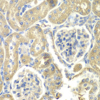 Immunohistochemistry of paraffin-embedded Rat kidney using OAZ1 Polyclonal Antibody at dilution of 1:100 (40x lens) .