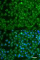 Immunofluorescence analysis of A-549 cells using SPIB Polyclonal Antibody