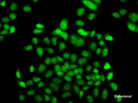 Immunofluorescence analysis of A549 cells using FBXO7 Polyclonal Antibody