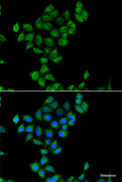 Immunofluorescence analysis of A549 cells using COQ3 Polyclonal Antibody