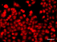 Immunofluorescence analysis of A549 cells using THAP1 Polyclonal Antibody