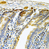 Immunohistochemistry of paraffin-embedded Mouse intestine using RRAGC Polyclonal Antibody at dilution of 1:100 (40x lens) .