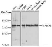 Western blot analysis of extracts of various cell lines using ASPSCR1 Polyclonal Antibody at dilution of 1:1000.