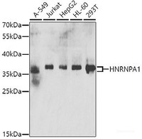 Western blot analysis of extracts of various cell lines using HNRNPA1 Polyclonal Antibody at dilution of 1:200.