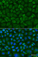 Immunofluorescence analysis of U2OS cells using COX1 Polyclonal Antibody at dilution of 1:100. Blue: DAPI for nuclear staining.