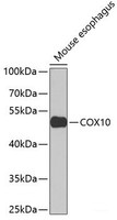 Western blot analysis of extracts of Mouse esophagus using COX10 Polyclonal Antibody at dilution of 1:1000.