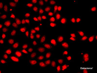 Immunofluorescence analysis of A549 cells using HIF2A Polyclonal Antibody