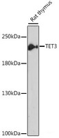 Western blot analysis of extracts of Rat thymus using TET3 Polyclonal Antibody at dilution of 1:1000.