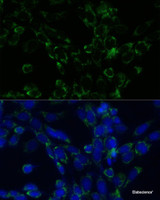 Immunofluorescence analysis of NIH-3T3 cells using GLUD1 Polyclonal Antibody at dilution of 1:100. Blue: DAPI for nuclear staining.