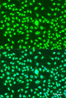 Immunofluorescence analysis of U2OS cells using Cyclin A2 Polyclonal Antibody at dilution of 1:100. Blue: DAPI for nuclear staining.