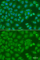 Immunofluorescence analysis of A549 cells using ANXA8L2 Polyclonal Antibody