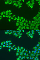 Immunofluorescence analysis of U2OS cells using ATP5F1 Polyclonal Antibody at dilution of 1:100. Blue: DAPI for nuclear staining.