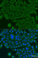 Immunofluorescence analysis of U2OS cells using BCS1L Polyclonal Antibody at dilution of 1:100. Blue: DAPI for nuclear staining.