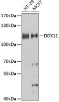Western blot analysis of extracts of various cell lines using DDX11 Polyclonal Antibody at dilution of 1:1000.