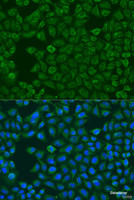 Immunofluorescence analysis of U2OS cells using FMO5 Polyclonal Antibody at dilution of 1:100. Blue: DAPI for nuclear staining.