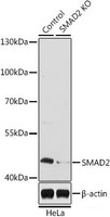 Western blot analysis of extracts from normal (control) and SMAD2 knockout (KO) HeLa cells using SMAD2 Polyclonal Antibody at dilution of 1:1000.