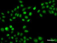 Immunofluorescence analysis of A549 cells using SULT2B1 Polyclonal Antibody