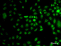 Immunofluorescence analysis of A549 cells using TRPS1 Polyclonal Antibody