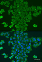 Immunofluorescence analysis of U2OS cells using DPM1 Polyclonal Antibody at dilution of 1:100. Blue: DAPI for nuclear staining.