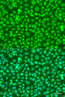 Immunofluorescence analysis of U2OS cells using COQ7 Polyclonal Antibody at dilution of 1:100. Blue: DAPI for nuclear staining.