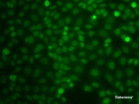 Immunofluorescence analysis of A549 cells using CBLC Polyclonal Antibody