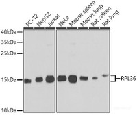 Western blot analysis of extracts of various cell lines using RPL36 Polyclonal Antibody at dilution of 1:1000.