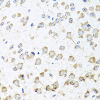 Immunohistochemistry of paraffin-embedded Mouse brain using RPL36 Polyclonal Antibody at dilution of 1:100 (40x lens) .