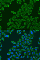 Immunofluorescence analysis of U2OS cells using RPL36 Polyclonal Antibody at dilution of 1:100. Blue: DAPI for nuclear staining.