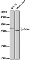 Western blot analysis of extracts of various cell lines using DKK4 Polyclonal Antibody at dilution of 1:1000.