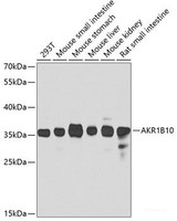 Western blot analysis of extracts of various cell lines using AKR1B10 Polyclonal Antibody at dilution of 1:1000.