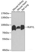 Western blot analysis of extracts of various cell lines using RUFY1 Polyclonal Antibody at dilution of 1:1000.