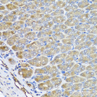 Immunohistochemistry of paraffin-embedded Mouse stomach using VPS37A Polyclonal Antibody at dilution of 1:100 (40x lens) .