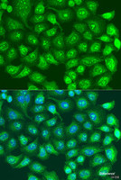 Immunofluorescence analysis of U2OS cells using SPICE1 Polyclonal Antibody at dilution of 1:100. Blue: DAPI for nuclear staining.