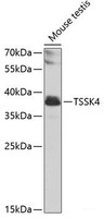 Western blot analysis of extracts of Mouse testis using TSSK4 Polyclonal Antibody at dilution of 1:1000.