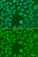 Immunofluorescence analysis of A549 cells using AES Polyclonal Antibody